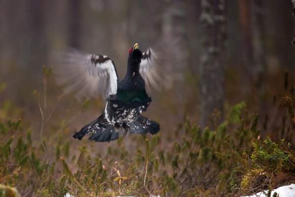 Gallo cedrone - Capercaillie (Tetrao urogallus)