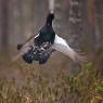 Gallo cedrone - Capercaillie (Tetrao urogallus)