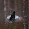 Gallo cedrone - Capercaillie (Tetrao urogallus)