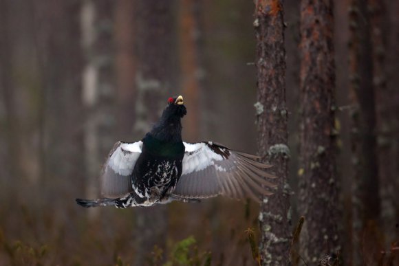 Gallo cedrone - Capercaillie (Tetrao urogallus)