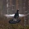 Gallo cedrone - Capercaillie (Tetrao urogallus)