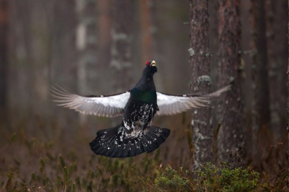 Gallo cedrone - Capercaillie (Tetrao urogallus)