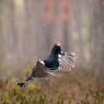 Gallo cedrone - Capercaillie (Tetrao urogallus)