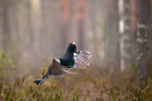 Gallo cedrone - Capercaillie (Tetrao urogallus)