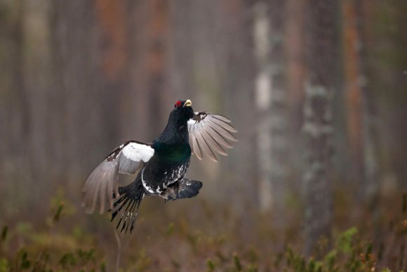 Gallo cedrone - Capercaillie (Tetrao urogallus)