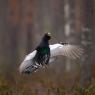 Gallo cedrone - Capercaillie (Tetrao urogallus)