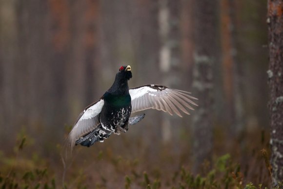 Gallo cedrone - Capercaillie (Tetrao urogallus)