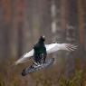 Gallo cedrone - Capercaillie (Tetrao urogallus)