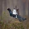 Gallo cedrone - Capercaillie (Tetrao urogallus)