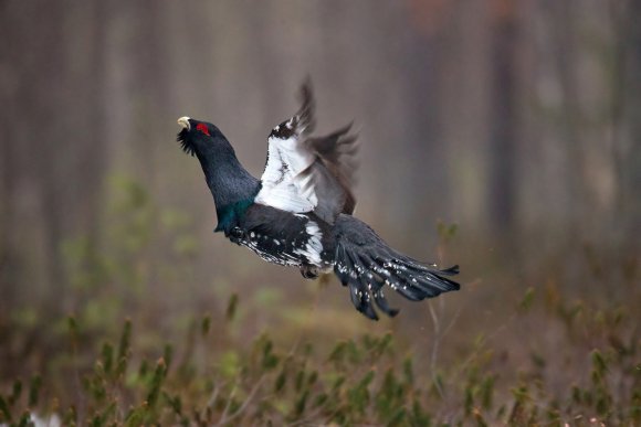 Gallo cedrone - Capercaillie (Tetrao urogallus)