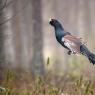 Gallo cedrone - Capercaillie (Tetrao urogallus)