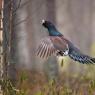 Gallo cedrone - Capercaillie (Tetrao urogallus)