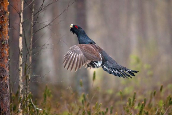 Gallo cedrone - Capercaillie (Tetrao urogallus)