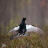 Gallo cedrone - Capercaillie (Tetrao urogallus)