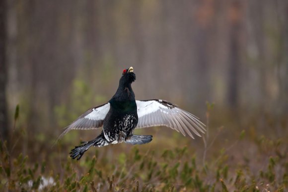 Gallo cedrone - Capercaillie (Tetrao urogallus)