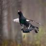 Gallo cedrone - Capercaillie (Tetrao urogallus)