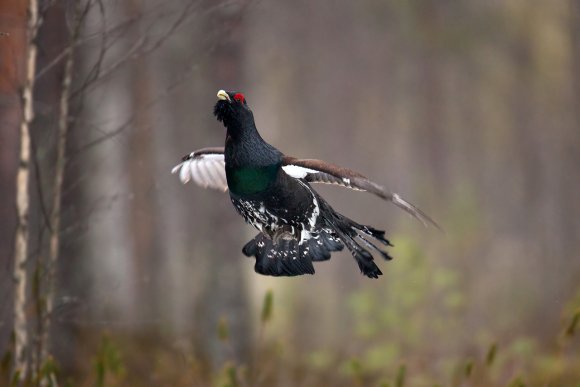 Gallo cedrone - Capercaillie (Tetrao urogallus)