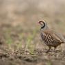 Pernice rossa - Red legged partridge (Alectoris rufa)