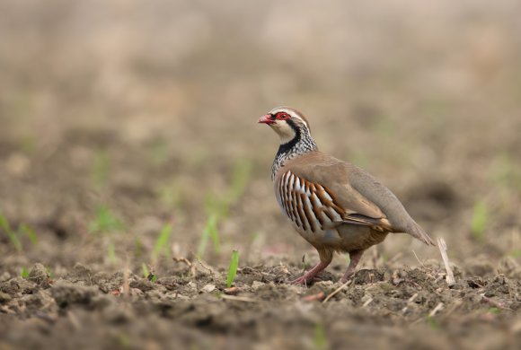 Pernice rossa - Red legged partridge (Alectoris rufa)