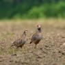 Pernice rossa - Red legged partridge (Alectoris rufa)