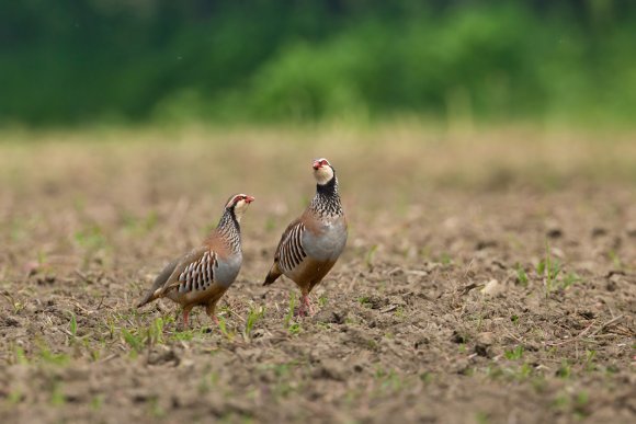 Pernice rossa - Red legged partridge (Alectoris rufa)