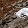 Pernice bianca - Rock Ptarmigan (Lagopus muta)