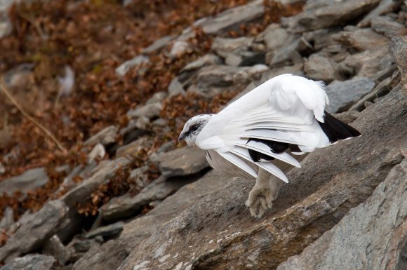 Pernice bianca - Rock Ptarmigan (Lagopus muta)