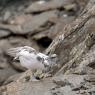 Pernice bianca - Rock Ptarmigan (Lagopus muta)