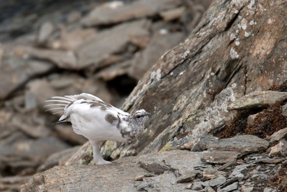 Pernice bianca - Rock Ptarmigan (Lagopus muta)