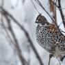 Francolino di monte - Hazel grouse, (Tetrastes bonasia)