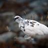 Pernice bianca - Rock Ptarmigan (Lagopus muta)