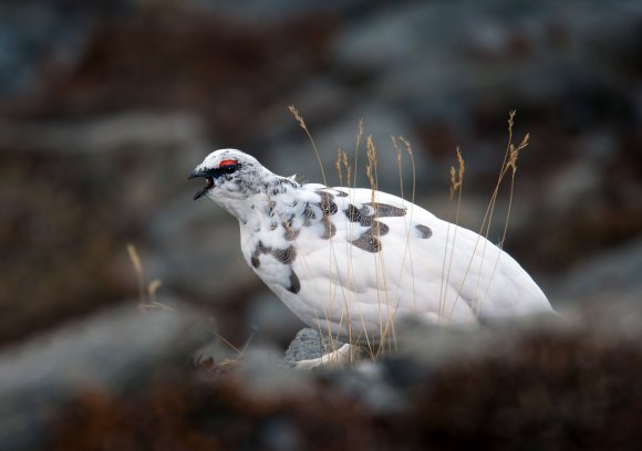 Pernice bianca - Rock Ptarmigan (Lagopus muta)