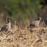 Pernice sarda - Barbary partridge (Alectoris barbara)
