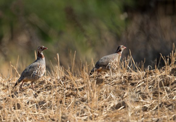 Pernice sarda - Barbary partridge (Alectoris barbara)