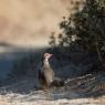 Pernice sarda - Barbary partridge (Alectoris barbara)