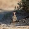 Pernice sarda - Barbary partridge (Alectoris barbara)