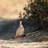 Pernice sarda - Barbary partridge (Alectoris barbara)