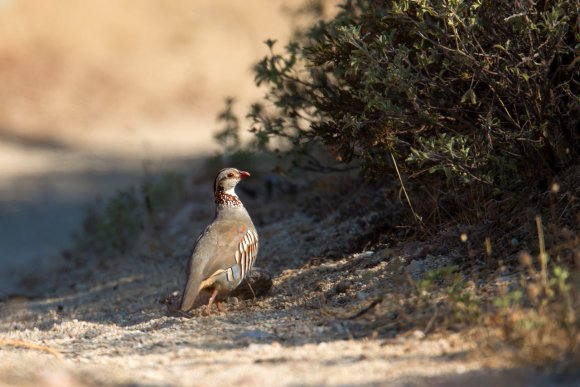 Pernice sarda - Barbary partridge (Alectoris barbara)