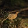 Fagiano comune - Common pheasant (Phasianus colchicus)