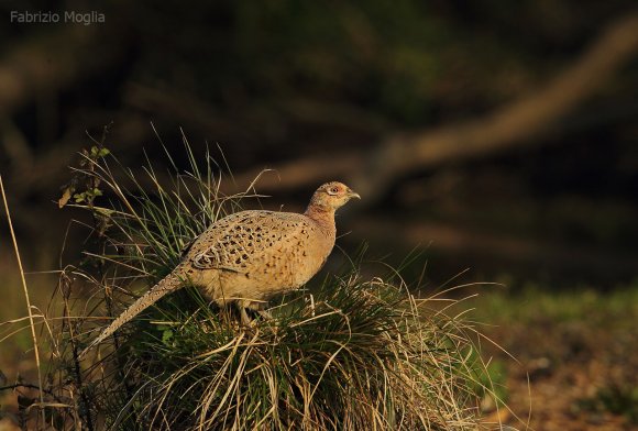 Fagiano comune - Common pheasant (Phasianus colchicus)