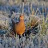 Fagiano comune - Common pheasant (Phasianus colchicus)