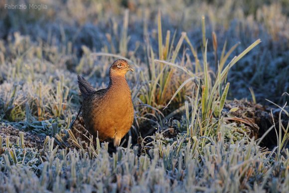 Fagiano comune - Common pheasant (Phasianus colchicus)