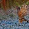 Fagiano comune - Common pheasant (Phasianus colchicus)