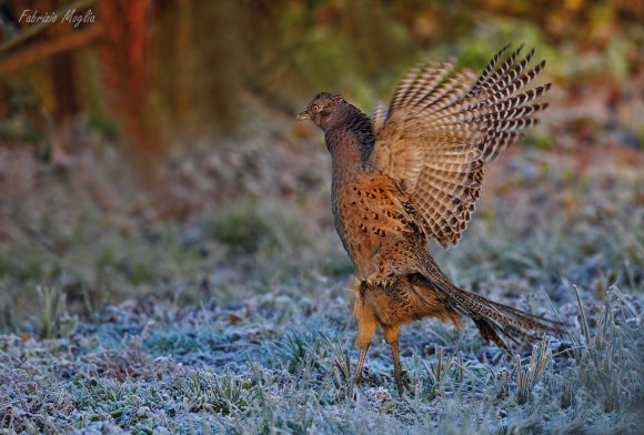 Fagiano comune - Common pheasant (Phasianus colchicus)