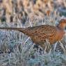 Fagiano comune - Common pheasant (Phasianus colchicus)