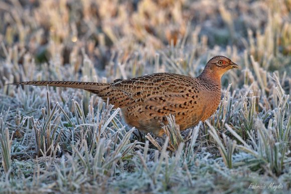 Fagiano comune - Common pheasant (Phasianus colchicus)