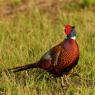 Fagiano comune - Common pheasant (Phasianus colchicus)