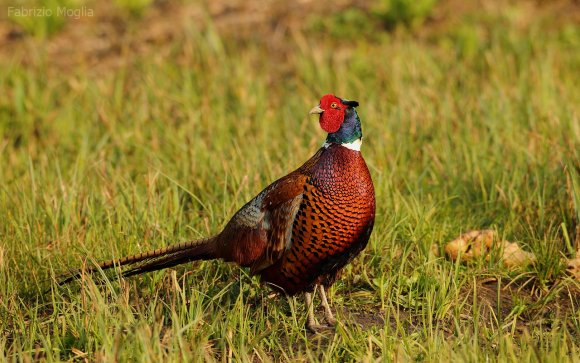 Fagiano comune - Common pheasant (Phasianus colchicus)