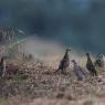 Fagiano comune - Common pheasant (Phasianus colchicus)