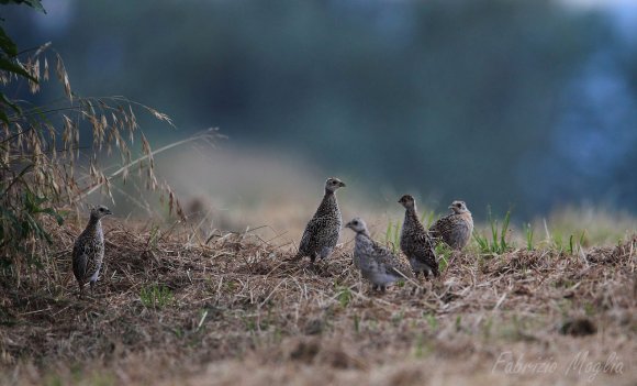 Fagiano comune - Common pheasant (Phasianus colchicus)